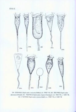 Fauna Sinica: Invertebrata, Volume 45: Ciliophora, Oligohymenophorea, Peritrichida [Chinese] -Rode Sales Store 229552 3