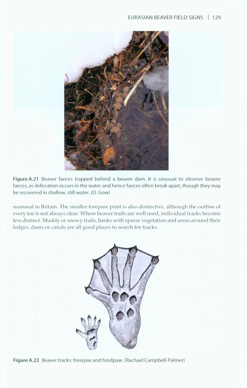 The Eurasian Beaver Handbook 4 The Eurasian Beaver Handbook - Image 4