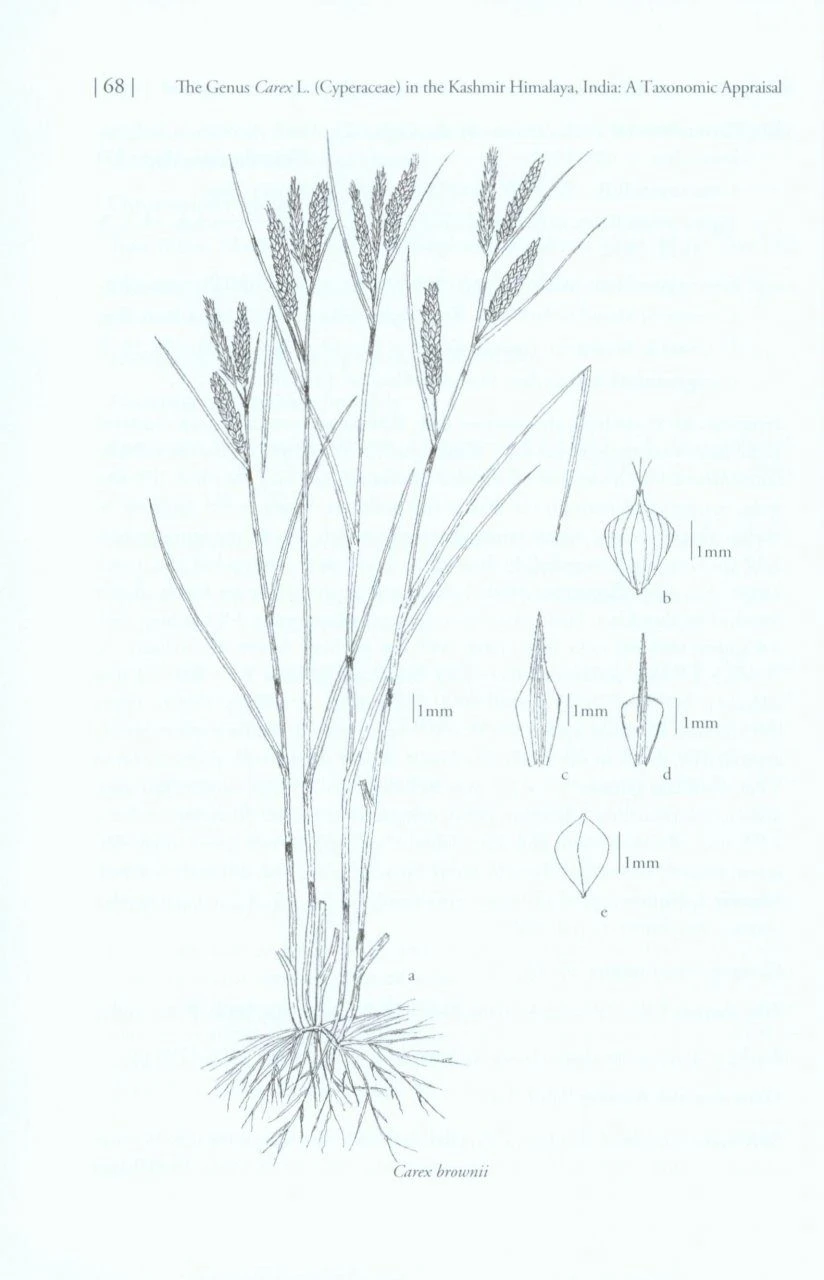The Genus Carex L. (Cyperaceae) In The Kashmir Himalaya, India 3 The Genus Carex L. (Cyperaceae) In The Kashmir Himalaya, India - Image 3