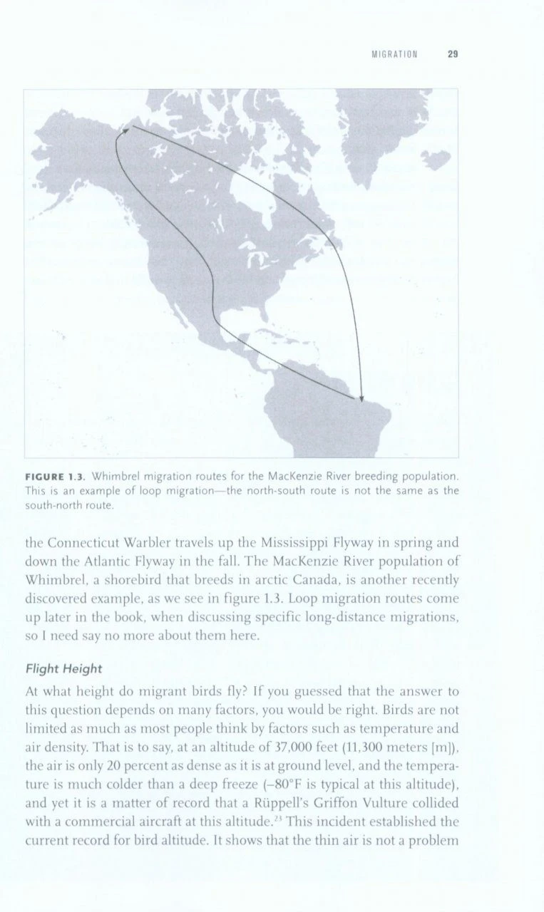 Long Hops 3 Long Hops - Image 3