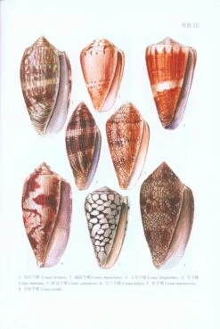 Fauna Sinica Invertebrata, Volume 55: Mollusca, Gastropoda, Conidae [Chinese] -Rode Sales Store 230960 5
