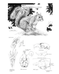 The Wild Mammals Of Missouri -Rode Sales Store 230990 2