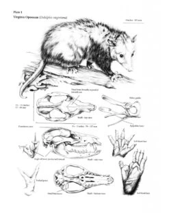 The Wild Mammals Of Missouri -Rode Sales Store 230990 4