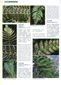 Higher Plants Of China In Colour, Volume 2: Pteridophytes – Gymnosperms [English / Chinese] -Rode Sales Store 231000 2