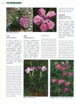 Higher Plants Of China In Colour, Volume 3: Angiosperms: Casuarinaceae – Hernandiaceae [English / Chinese] -Rode Sales Store 231012 2