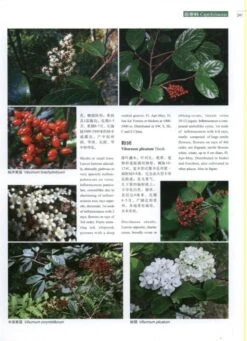 Higher Plants Of China In Colour, Volume 7: Angiosperms: Scrophulariaceae – Compositae [English / Chinese] -Rode Sales Store 231157 2