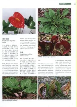 Higher Plants Of China In Colour, Volume 8: Angiosperms: Typhaceae – Velloziaceae [English / Chinese] -Rode Sales Store 231170 2