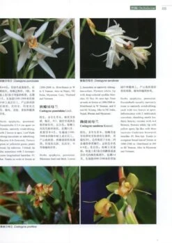 Higher Plants Of China In Colour, Volume 9: Angiosperms: Taccaceae – Orchidaceae [English / Chinese] -Rode Sales Store 231186 2