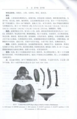 Fauna Sinica: Insecta, Volume 63: Coleoptera: Tenebrionidae (I) [Chinese] -Rode Sales Store 231212 2