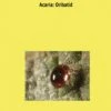 Research Materials Of Oribatid From China (Acaria: Oribatida)
