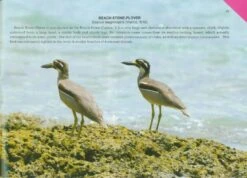 Birds Of Andaman And Nicobar Islands -Rode Sales Store 232683 3