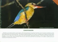 Birds Of Andaman And Nicobar Islands -Rode Sales Store 232683 4