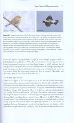 The Sensory Ecology Of Birds -Rode Sales Store 232729 2