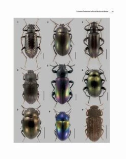 Insects Of Mount Wilhelm -Rode Sales Store 233076 04