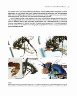 Insects Of Mount Wilhelm -Rode Sales Store 233076 08