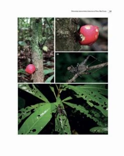 Insects Of Mount Wilhelm -Rode Sales Store 233076 10