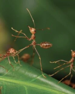 Insects Of Mount Wilhelm -Rode Sales Store 233076 12