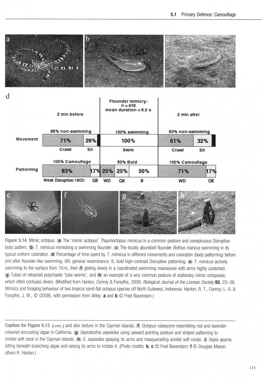 Cephalopod Behaviour 3 Cephalopod Behaviour - Image 3