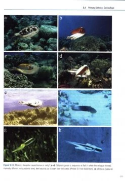 Cephalopod Behaviour 11 Cephalopod Behaviour -Rode Sales Store 234830 3