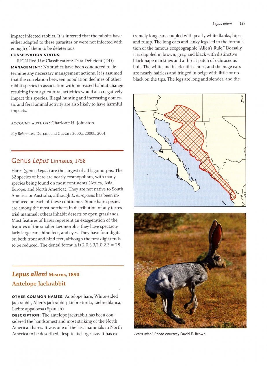 Lagomorphs 2 Lagomorphs - Image 2