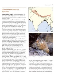 Lagomorphs 7 Lagomorphs -Rode Sales Store 235471 2