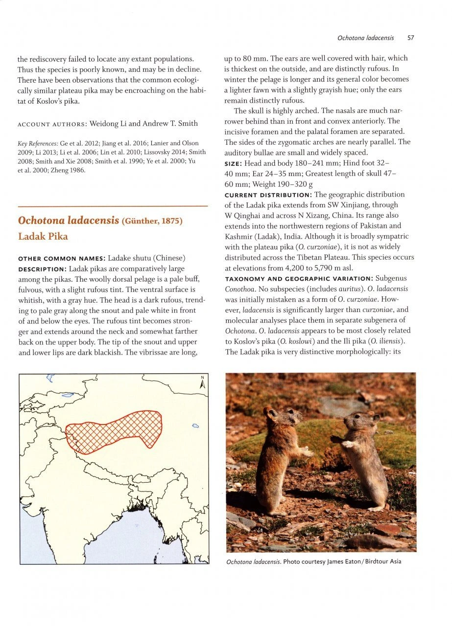 Lagomorphs 4 Lagomorphs - Image 4