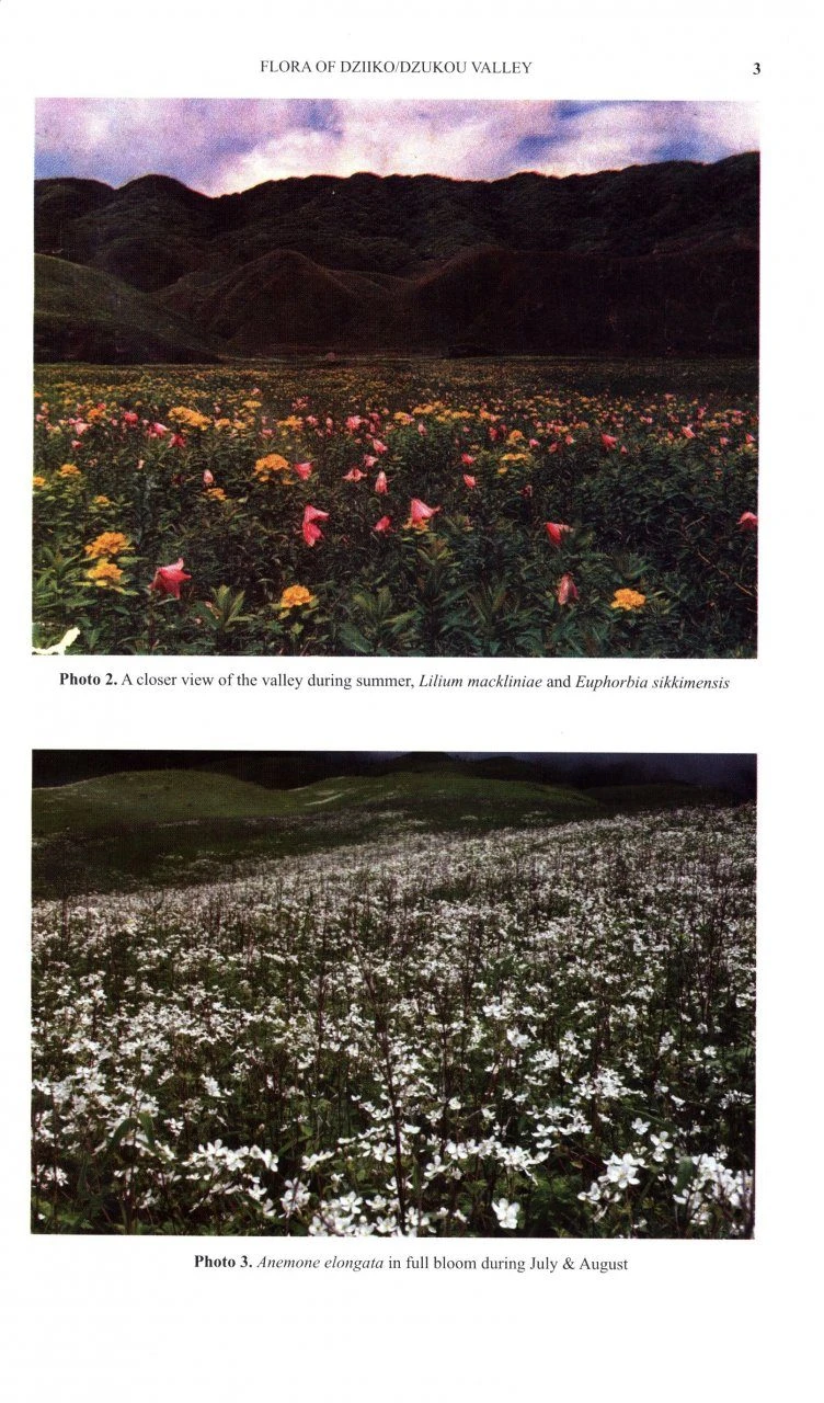 Flora Of Dziiko/Dzukou Valley 3 Flora Of Dziiko/Dzukou Valley - Image 3
