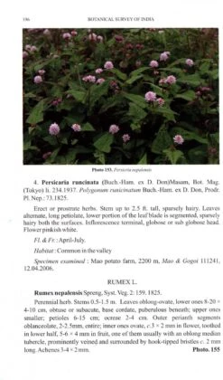 Flora Of Dziiko/Dzukou Valley 9 Flora Of Dziiko/Dzukou Valley -Rode Sales Store 236495 3