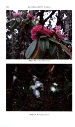 Flora Of Dziiko/Dzukou Valley 11 Flora Of Dziiko/Dzukou Valley -Rode Sales Store 236495 5