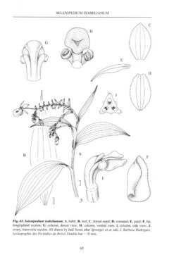 Slipper Orchids Of The Tropical Americas -Rode Sales Store 236735 2