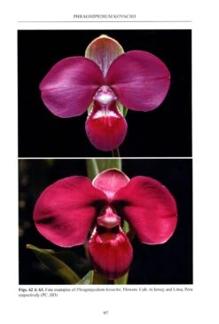 Slipper Orchids Of The Tropical Americas -Rode Sales Store 236735 5