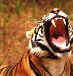 Silent Sentinels Of Ranthambhore -Rode Sales Store 238118 5