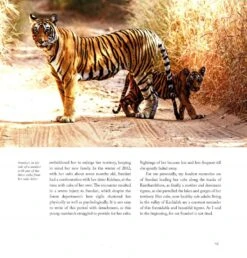 Silent Sentinels Of Ranthambhore -Rode Sales Store 238118 6