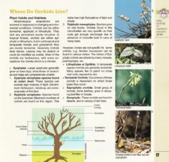 Wild Orchids Of Northern Western Ghats (Including Maharashtra, Goa And Belgaum) -Rode Sales Store 239292 3