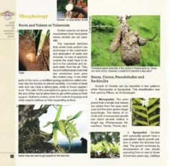 Wild Orchids Of Northern Western Ghats (Including Maharashtra, Goa And Belgaum) -Rode Sales Store 239292 4