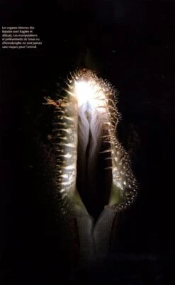 Naïades Et Autres Bivalves D'Eau Douce De France [Naiades And Other Freshwater Bivalves Of France] -Rode Sales Store 239318 3