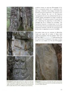 Abernethy Forest -Rode Sales Store 242040 04