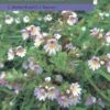 Eyebrights (Euphrasia) Of The UK And Ireland