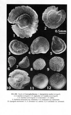 New Flora Of The British Isles -Rode Sales Store 243275 4
