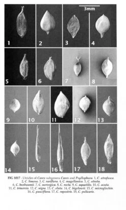 New Flora Of The British Isles -Rode Sales Store 243275 5