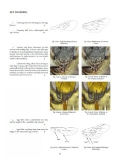 Handbook Of The Bees Of The British Isles (2-Volume Set) -Rode Sales Store 243397 2