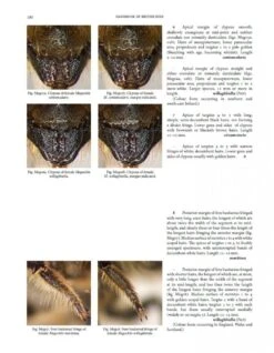 Handbook Of The Bees Of The British Isles (2-Volume Set) -Rode Sales Store 243397 3