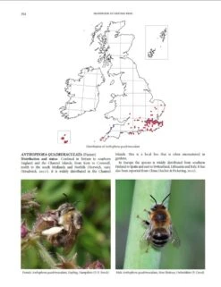 Handbook Of The Bees Of The British Isles (2-Volume Set) -Rode Sales Store 243397 5