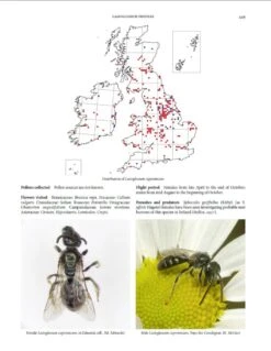 Handbook Of The Bees Of The British Isles (2-Volume Set) -Rode Sales Store 243397 7
