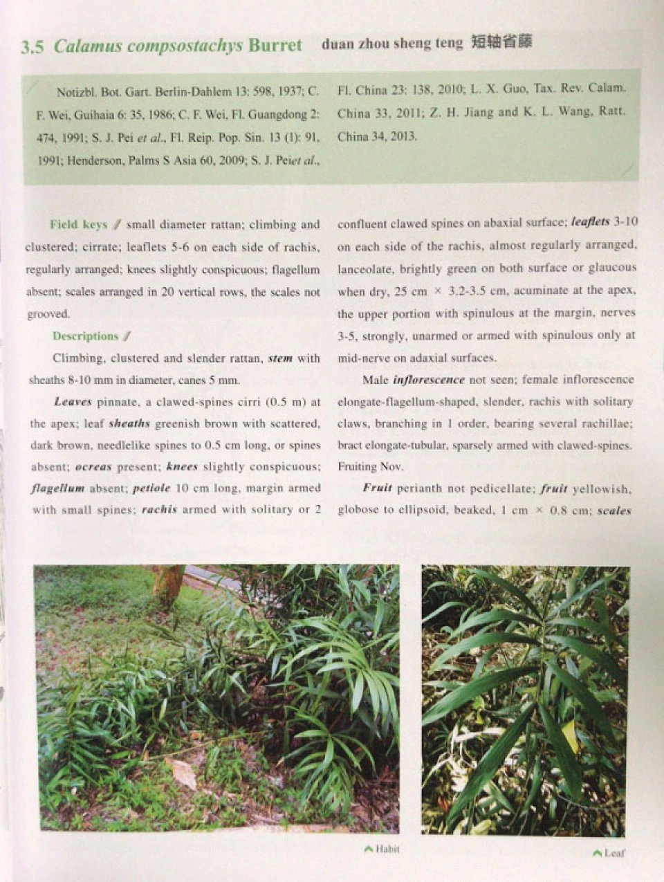 Handbook Of Rattan In China 2 Handbook Of Rattan In China - Image 2