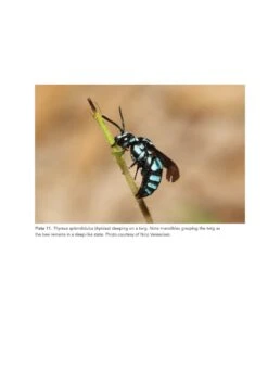 The Solitary Bees -Rode Sales Store 244919 04