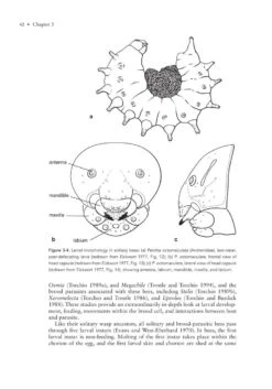 The Solitary Bees -Rode Sales Store 244919 07