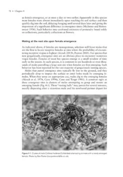 The Solitary Bees -Rode Sales Store 244919 09