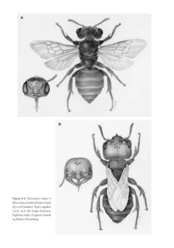 The Solitary Bees -Rode Sales Store 244919 11