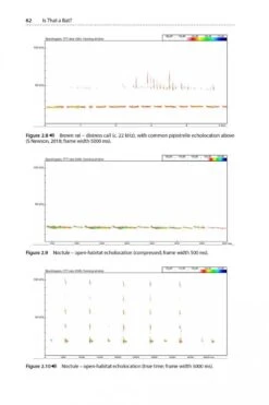 Is That A Bat? -Rode Sales Store 245066 03